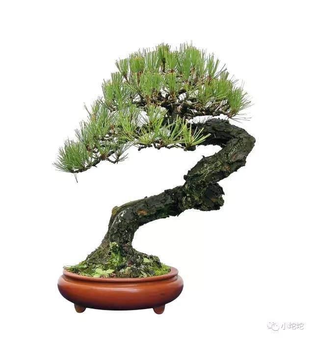 盆景的修剪手法--短截与截干