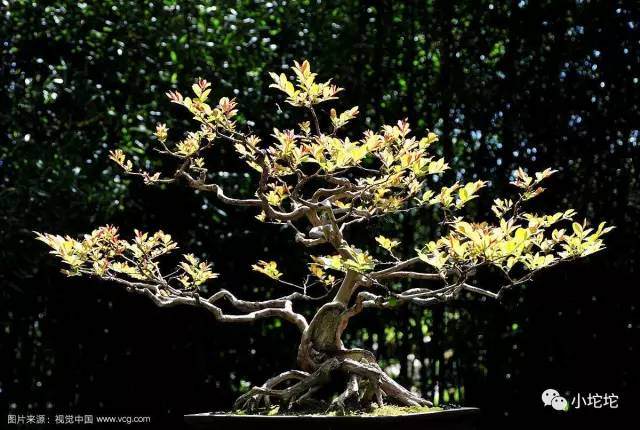 盆景怎么修剪的2个手法 短截与截干