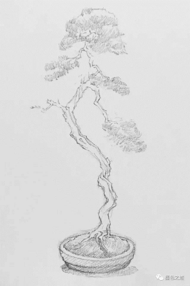 盆景速写教学示范