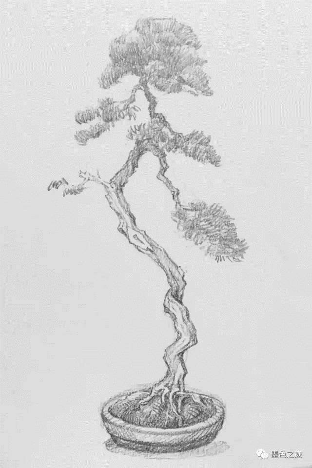 盆景怎么速写的教学示范 图片