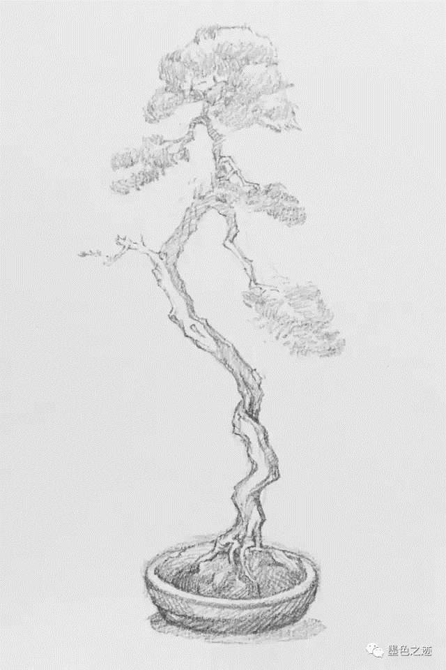 盆景怎么速写的教学示范 图片