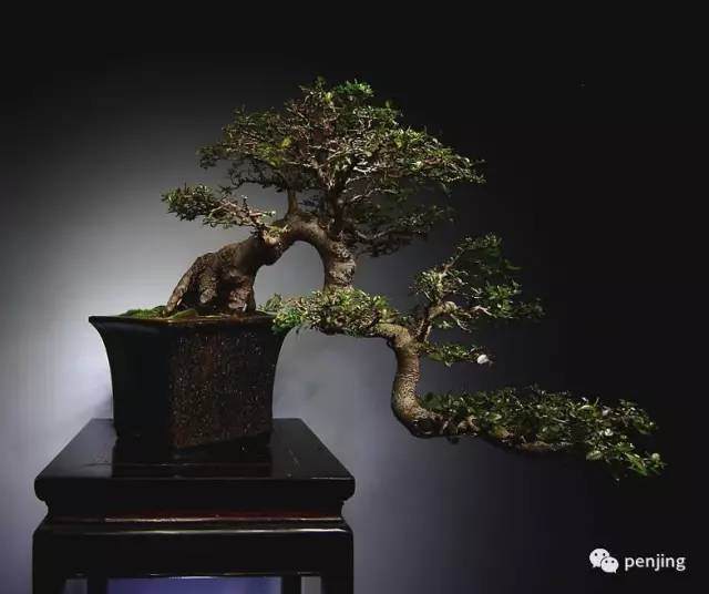 实用盆景章法秘笈