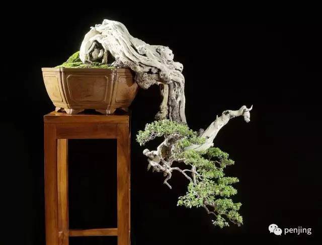 实用盆景章法秘笈