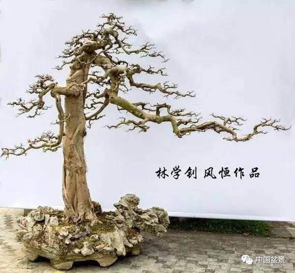 林学钊&ldquo;风恒枝法&rdquo;盆景作品欣赏