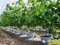 种植盆景葡萄每亩收益2万多元