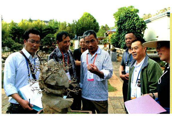 记第六届云南盆景展