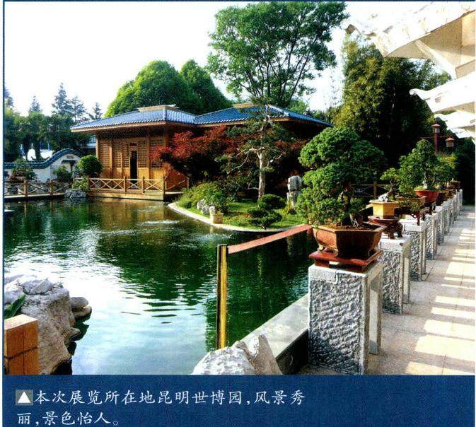 记第六届云南盆景展