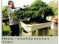 岭南盆景在国际盆景界中也被越来越多的人所认可