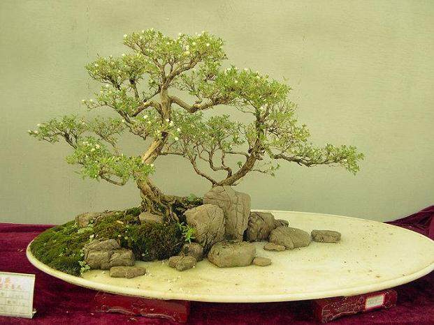 上海植物园微型小品盆景展完美收官