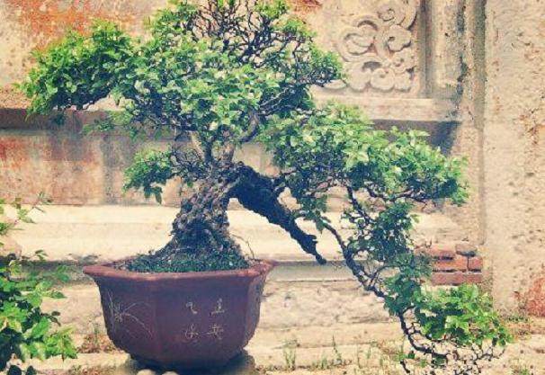 20多年前我对微型盆景的狂热爱好之路!