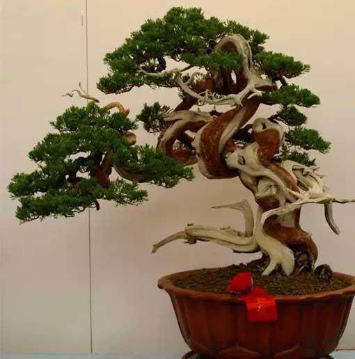 我20岁参观了在上海虹口区举办的盆景展!