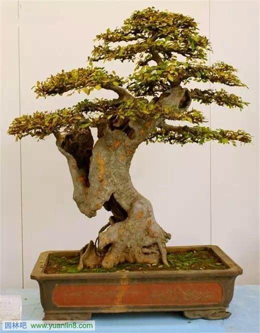 使用现代化的传媒手段,是盆景艺术传播、发展的必要条件