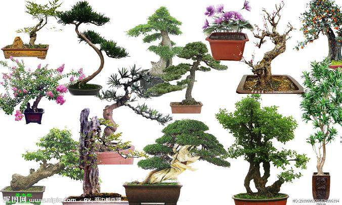 偷公园盆景回家“装饰” 已生长60多年价值上万