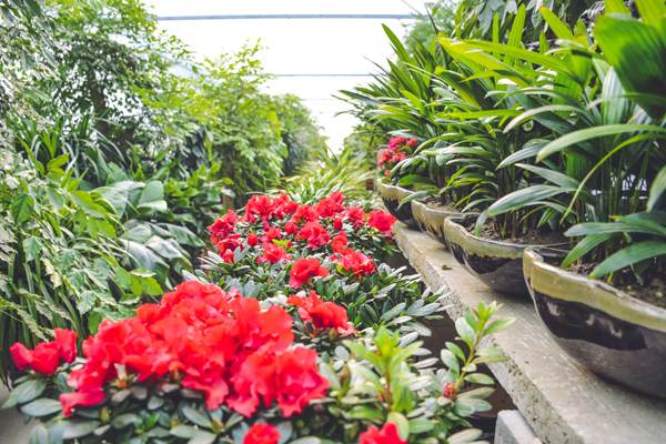 常州市人大领导考察如皋花木盆景产业