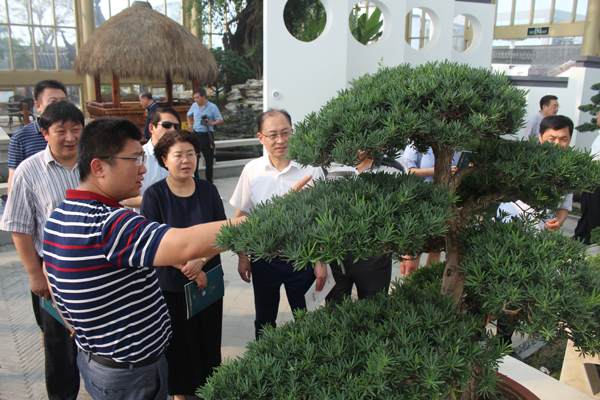 常州市人大领导考察如皋花木盆景产业