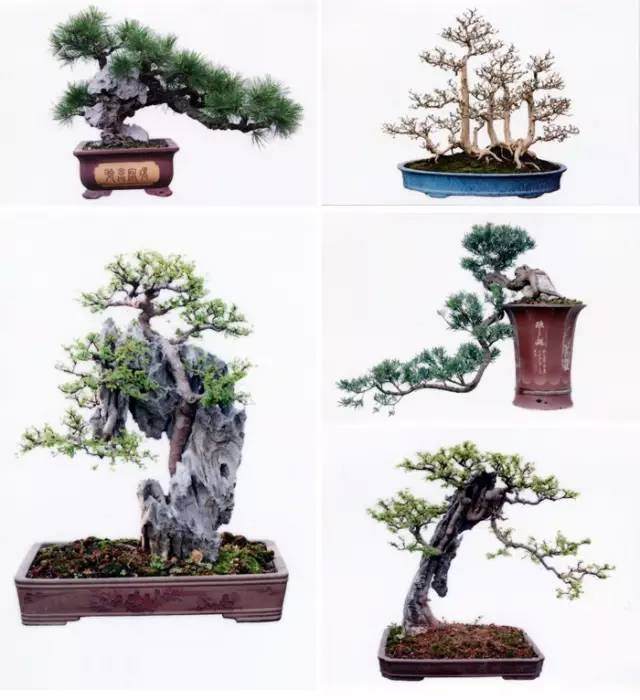 中国盆景名镇——东莞茶山