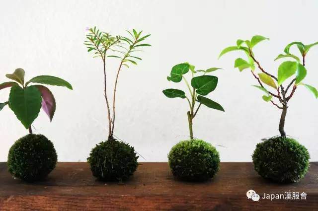 中元制盆景普洱茶会