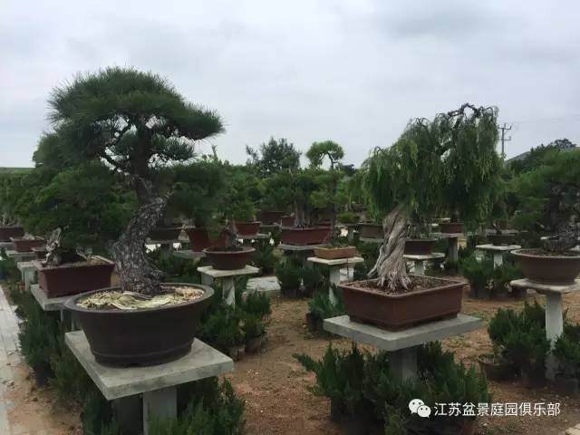 江苏省园林盆景艺术家协会首届盆景展将在新沂举行！