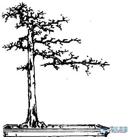 直杆式盆景制作方法