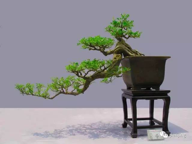 对当前我国盆景发展的几点看法