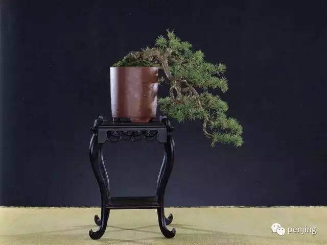 对当前我国盆景发展的几点看法