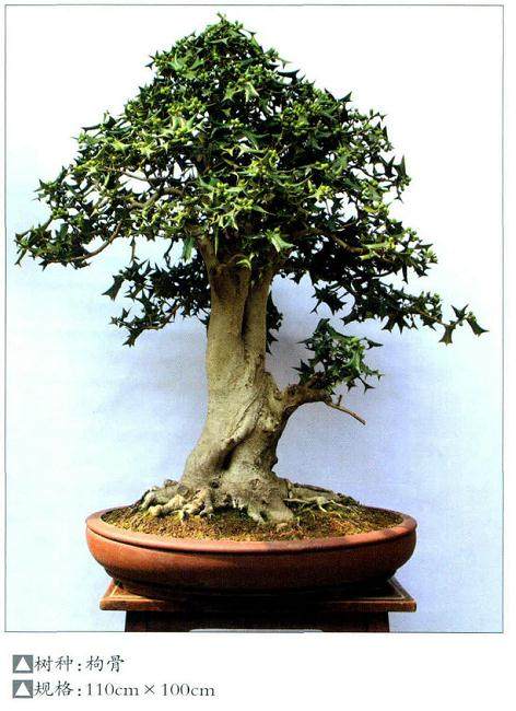 盆景培养土的实用之选-蜂窝煤灰