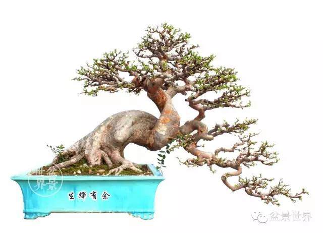 大师秘诀倾囊以授,送给盆景路上苦苦求索的你