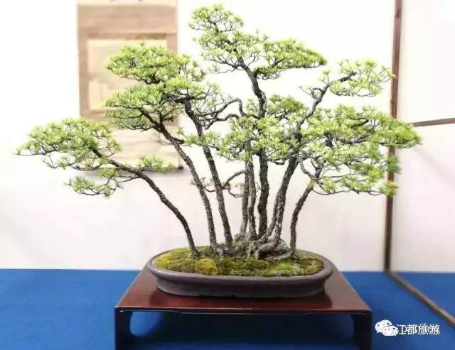 扬派盆景根据制作材料的不同 可分为树桩和山石两类