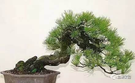 在枝条的选择上剪老不剪新