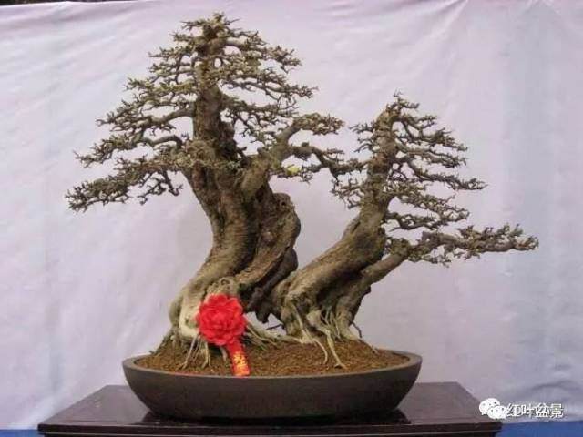 盆景树枝快速生长增粗的几个方法