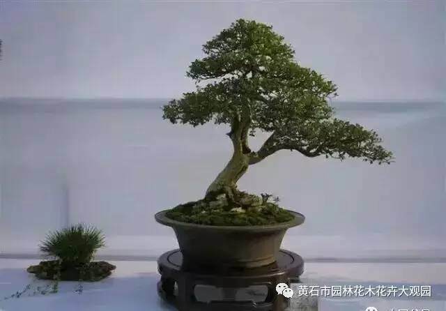 陈昊谈盆景之领悟：&ldquo;景随意走、盆为心声&rdquo;