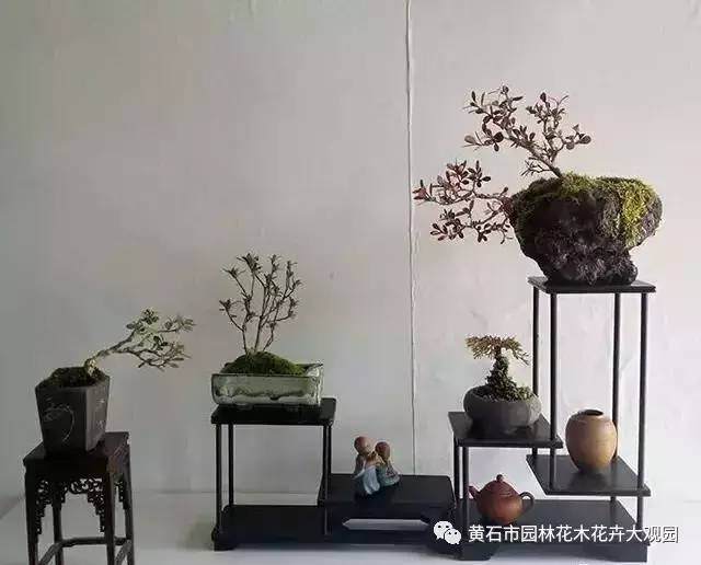 陈昊谈盆景之领悟：&ldquo;景随意走、盆为心声&rdquo;