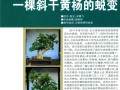 图解 一棵斜干黄杨盆景的制作过程
