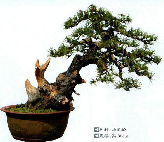 浙江省湖州市德清盆景沈园