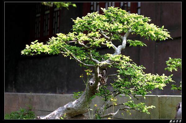 湖北郧阳盆景学会2014年年会在红太阳国际酒店召开