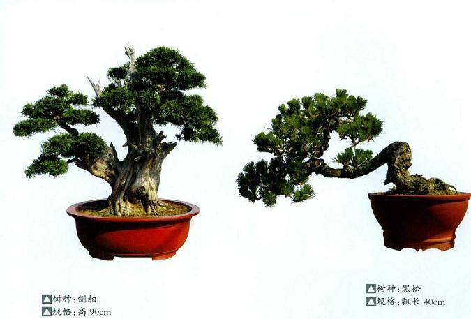 第八届中国盆景展览会获奖作品集