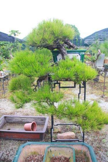 走访沙湾盆景协会、瀚洋社会工作服务中心!