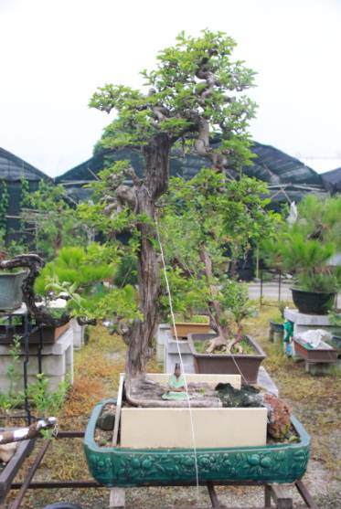 走访沙湾盆景协会、瀚洋社会工作服务中心!