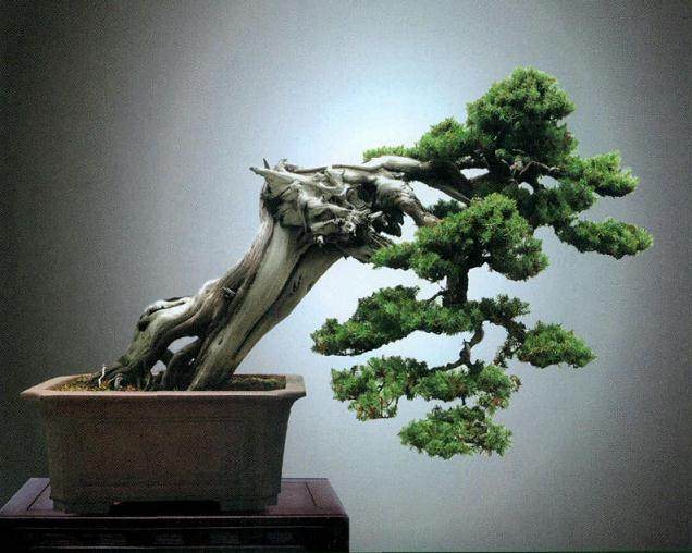 2010年日本盆景大怖小林国雄来苏州