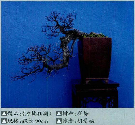 大悬崖式盆景在造型时要注意因材造型