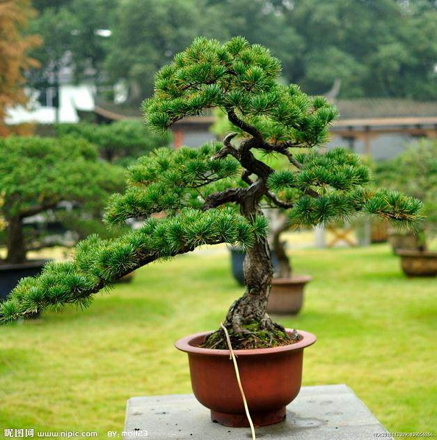 关于组织参加BCI国际盆景大会赴澳大利亚、 新西兰考察的通知