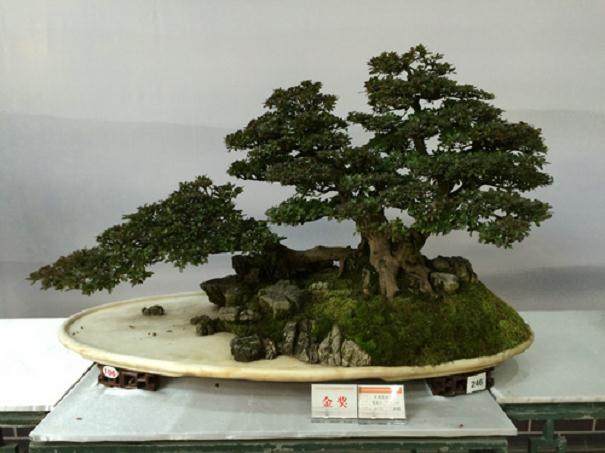 参加BCI国际盆景大会的考察费用37000元/人