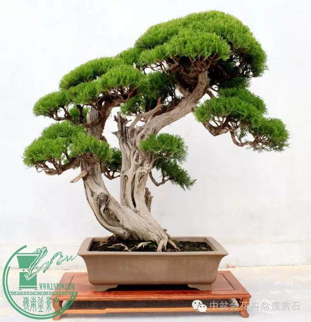 2014年国际盆景大会将于8月在澳大利亚黄金海岸举办