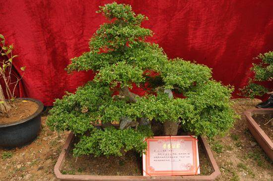 山东省青岛盆景协会成立