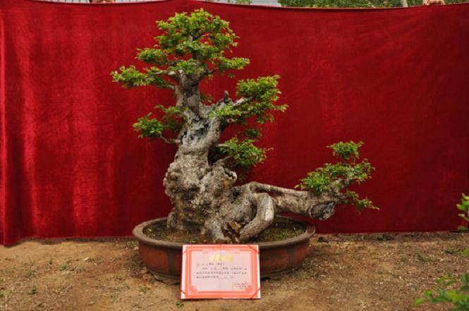 中国花卉协会盆景分会筹备会议在如皋市召开