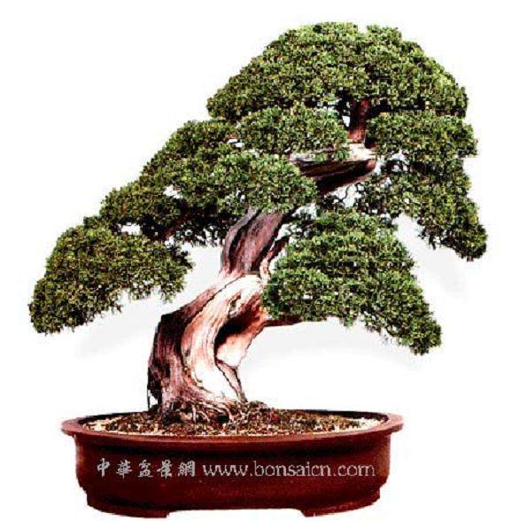 盆景收藏与经营不仅不矛盾，还互为促进的！