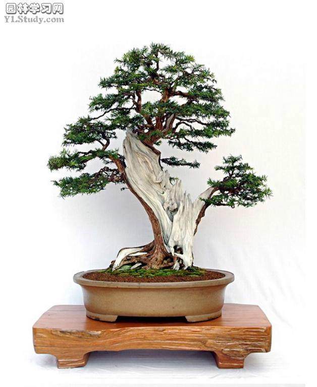 我就和盆景结下不解之缘，一有空闲就看《花木盆景》杂志