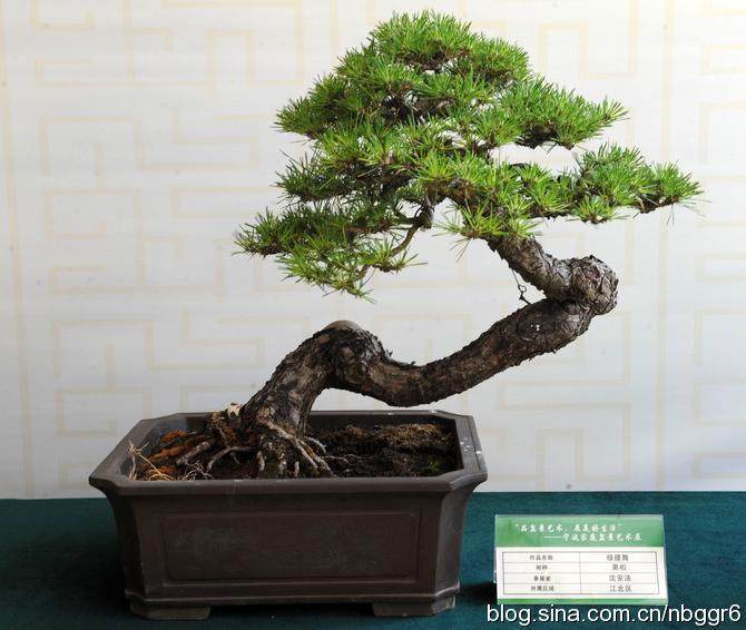 浙江省宁波市花卉盆景分会第四届第一次会员大会