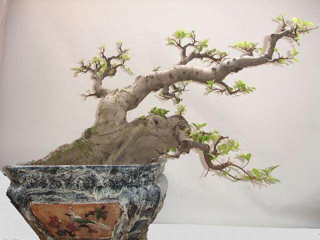 第一届盆景会员大会在青岛市金石博物馆成功召开