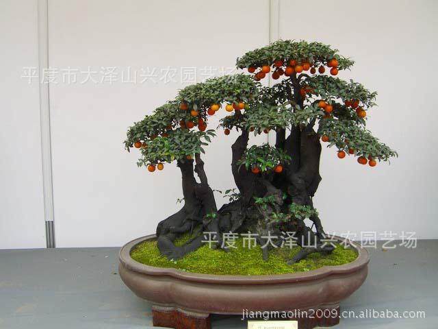 《花木盆景》深受业内好评，进一步扩大了杂志在业界的影响！